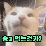 해피캣콘2