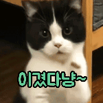 해피캣콘4